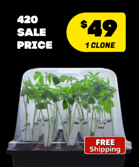 420 Sale - 1 clone