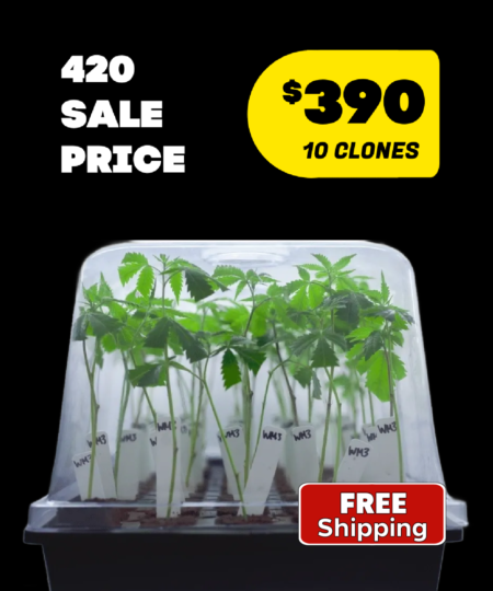 420-sale-10-clone
