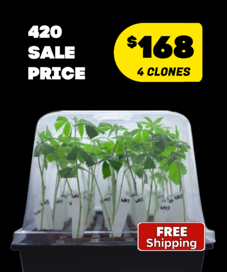 420-sale-4-clone
